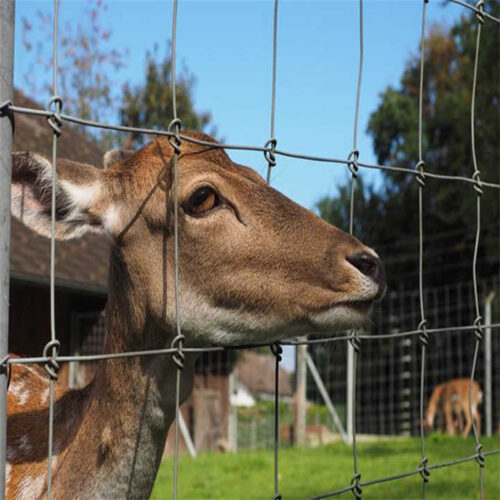 The fixed knot fence with a deer