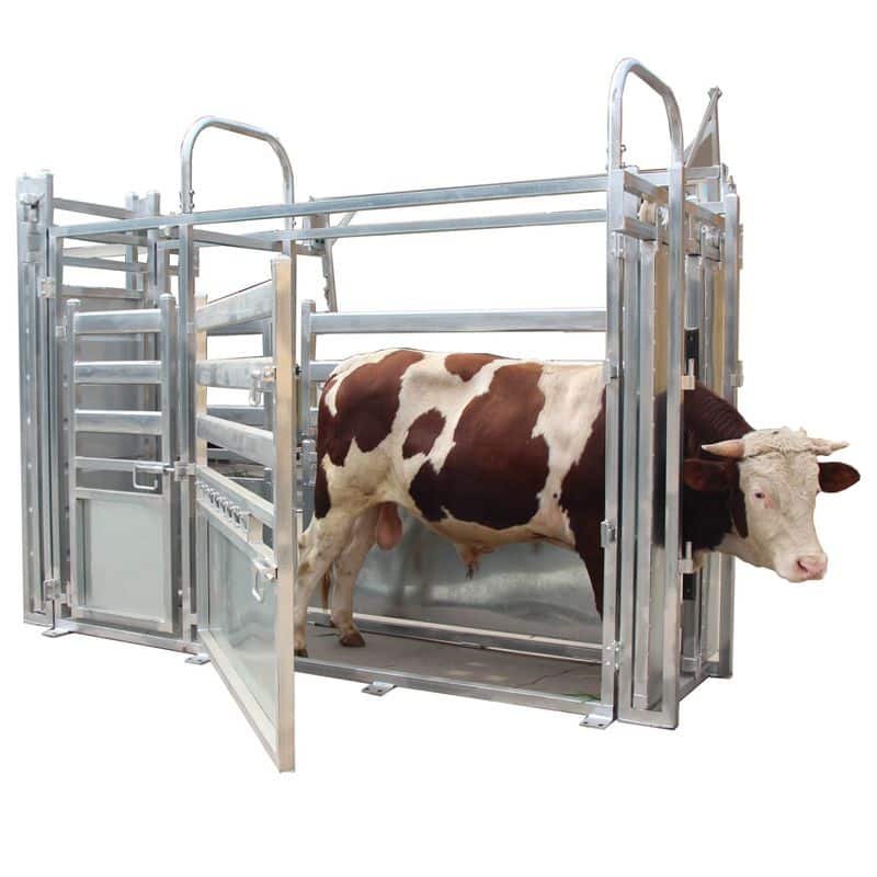 um gado em um esmagamento de gado para ter peso