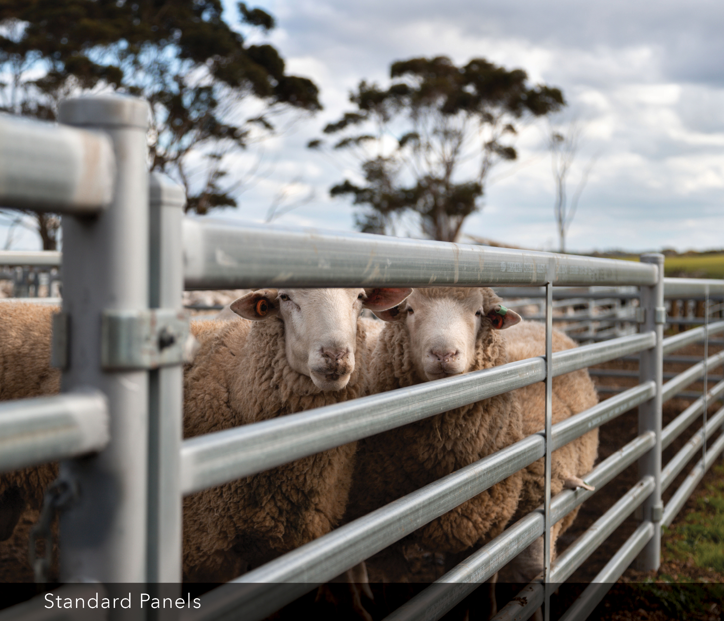 Australia Sheep Panels