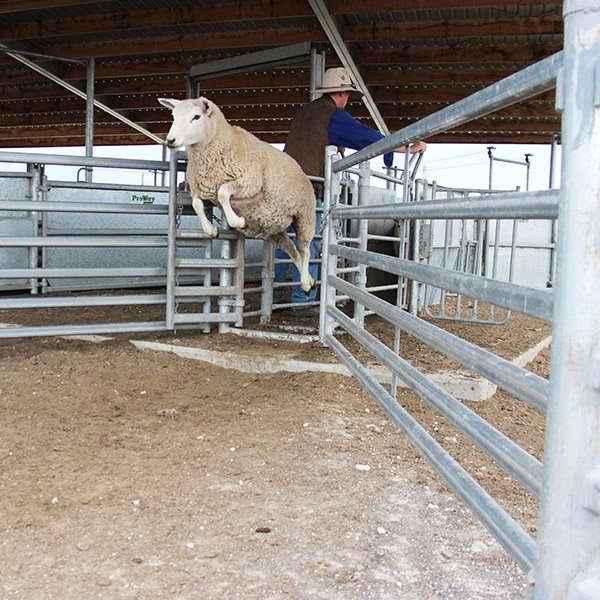 Panele z owiec australijskich