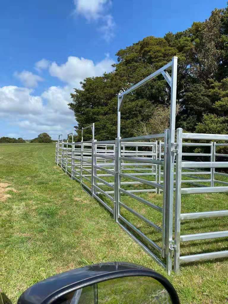 The instalation of portable cattle panels

