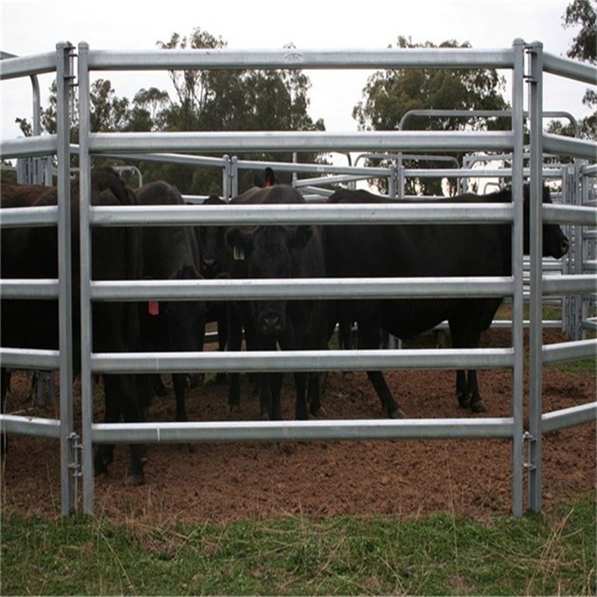 A serene pasture fenced with sturdy cattle panels, ensuring the safety of grazing cows.