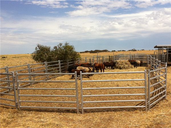 cattles feeding in a round yard make up of oval rails cattle pen panels