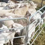 galvanised sheep panels 1