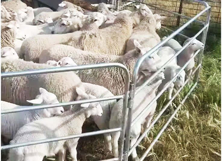 Maximize Farm Efficiency with Galvanised Sheep Panels