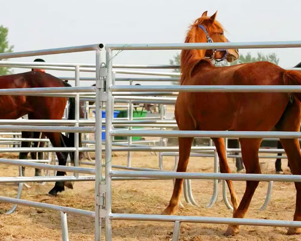 Galvanized cattle panels