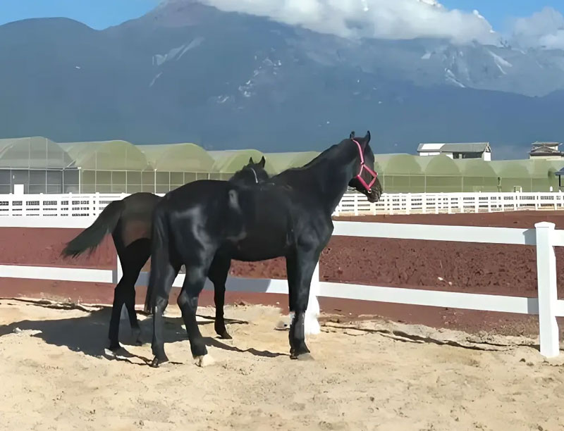 pvc horse arena fencing 5