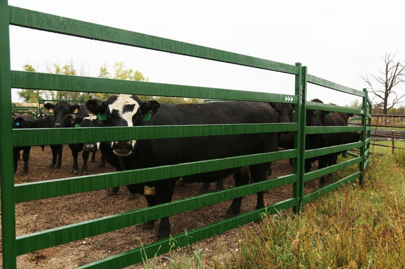 best cattle panels