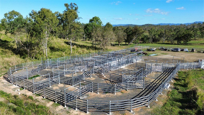 Aerial view of a large cattle yard system featuring interconnected galvanized panels.