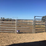 Outdoor cattle yard with heavy-duty galvanized cattle panels arranged in a circular configuration.