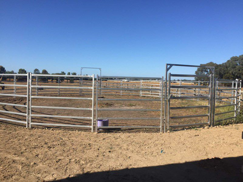 Outdoor cattle yard with heavy-duty galvanized cattle panels arranged in a circular configuration.