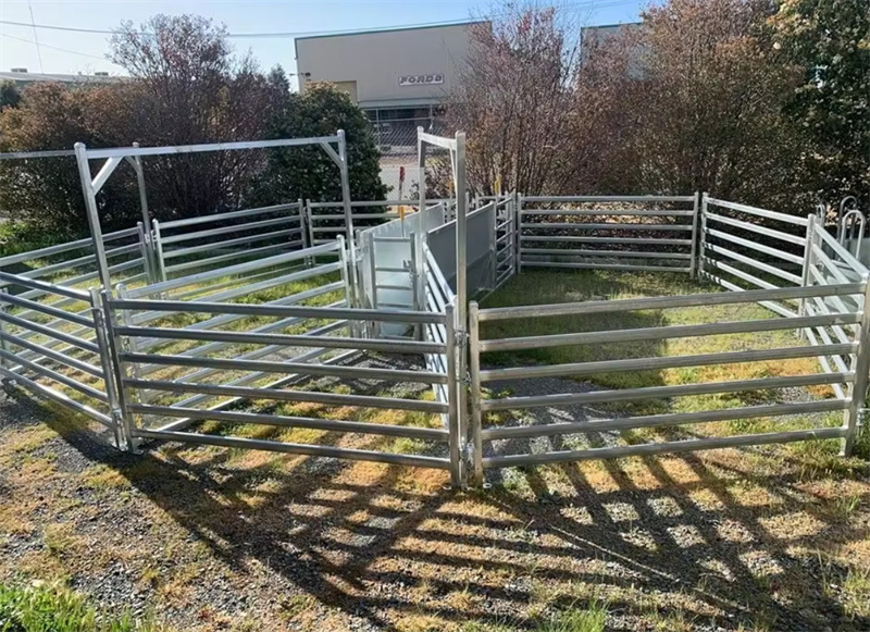 A fully enclosed livestock yard made of heavy-duty galvanized cattle panels, ideal for sheep and cattle containment in rural areas.