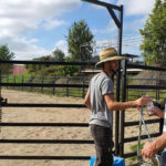 Circular cattle panel round pen setup in a rural field, ideal for cattle sorting and management.