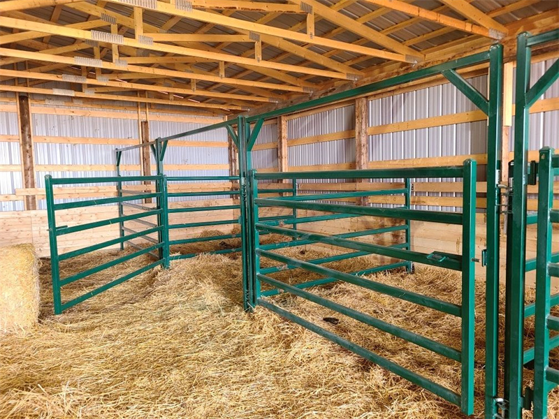 Indoor cattle yard featuring green-painted steel cattle panels with secure gates and hay-strewn flooring.