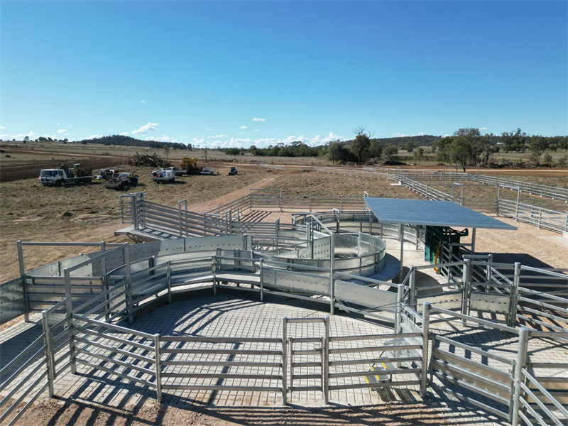 Modern livestock handling system with galvanized gates and panels, featuring a circular design for efficient cattle movement on a spacious rural farm.