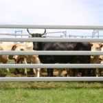 A group of cattle enclosed within a sturdy galvanized steel fence, standing in a green pasture under a clear sky.