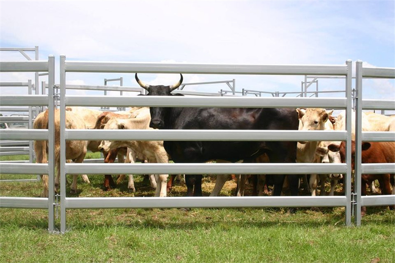 A group of cattle enclosed within a sturdy galvanized steel fence, standing in a green pasture under a clear sky.