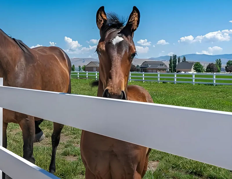 UV Resistant White PVC Horse Arena Fencing | Durable Solutions