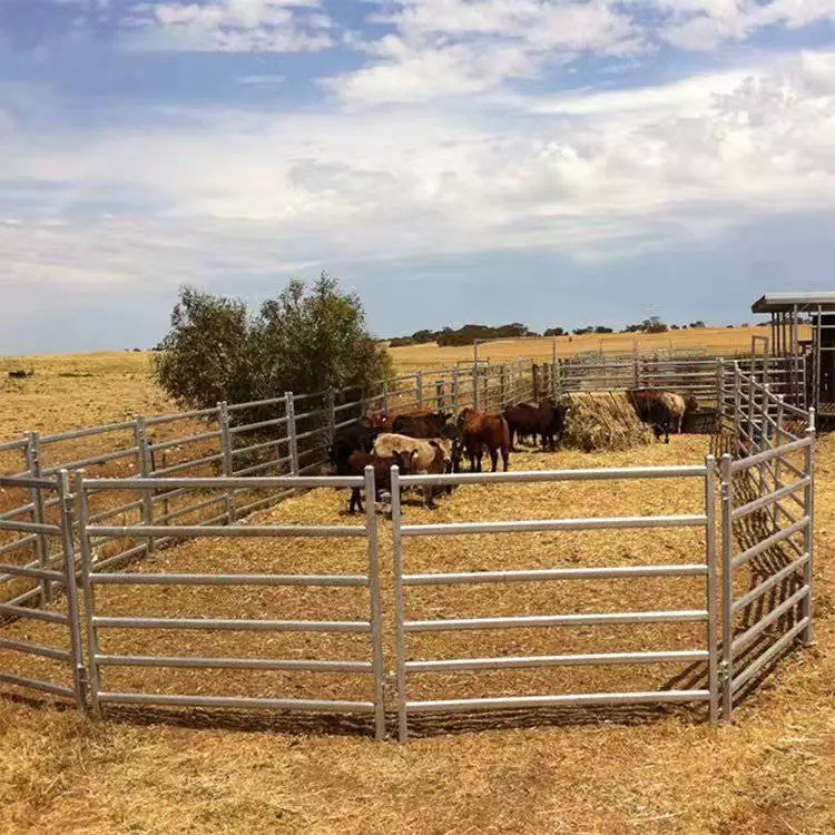 Galvanized cattle yard