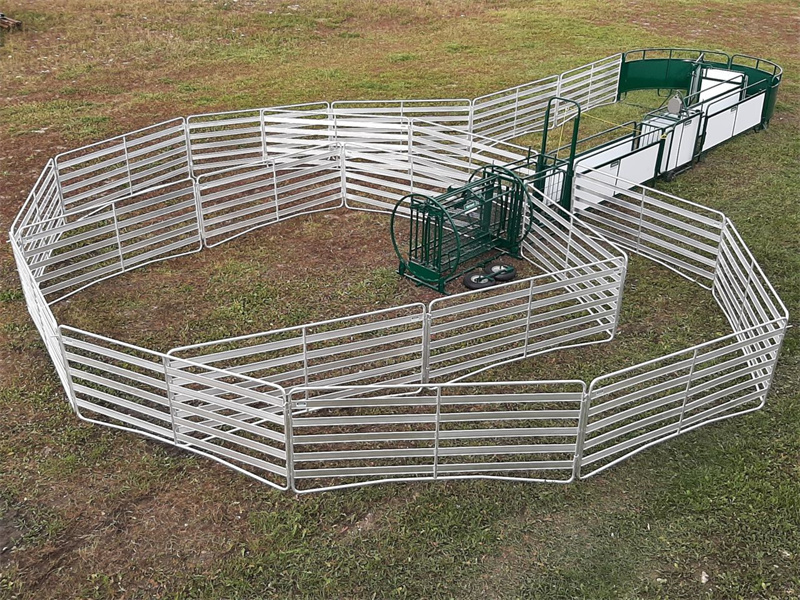 A portable cattle fence setup featuring galvanized panels for flexible livestock management.