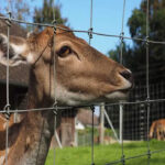 Shop our High Tensile 12.5 Gauge Fixed Knot Fence, 8' x 330'. This durable deer fence features galvanized steel wire for maximum strength and deer exclusion.