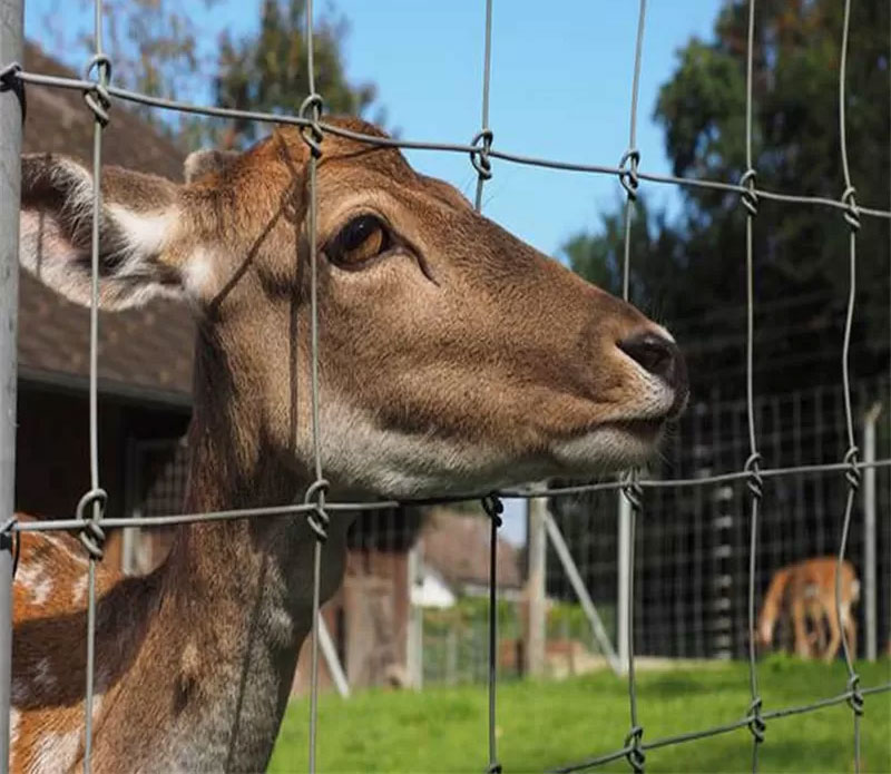 Shop our High Tensile 12.5 Gauge Fixed Knot Fence, 8' x 330'. This durable deer fence features galvanized steel wire for maximum strength and deer exclusion.