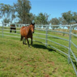 A horse trotting inside a rectangular pen made of galvanized steel panels, set against a backdrop of trees and open grassland.