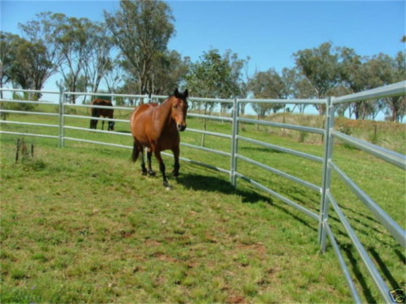 A horse trotting inside a rectangular pen made of galvanized steel panels, set against a backdrop of trees and open grassland.