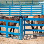 round pen panels for sale