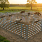 A scenic view of a sheep pen at sunset, featuring galvanized panels and sheep grazing peacefully alongside horses in a large outdoor field.