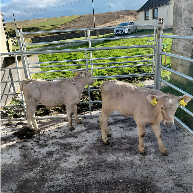 Two calves standing inside a corral panel enclosure, showcasing livestock management practices on a farm.