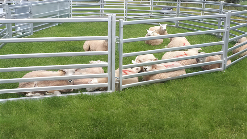 buy sheep yard panels