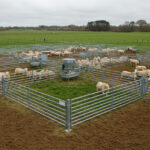 A well-structured sheep pen with feeding stations, surrounded by high-quality galvanized fence panels for safety and accessibility.