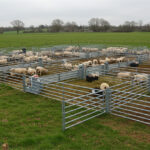 portable sheep fence panels