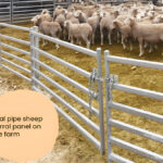 Oval pipe sheep corral panels showcased on a farm, securely housing livestock.