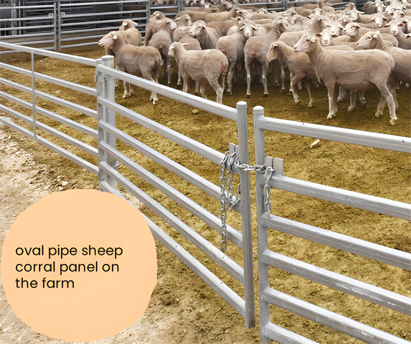 Oval pipe sheep corral panels showcased on a farm, securely housing livestock.