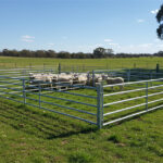 A wide-angle shot of sheep contained within a galvanized panel pen, set in a green pasture under a clear blue sky, ensuring effective livestock management.