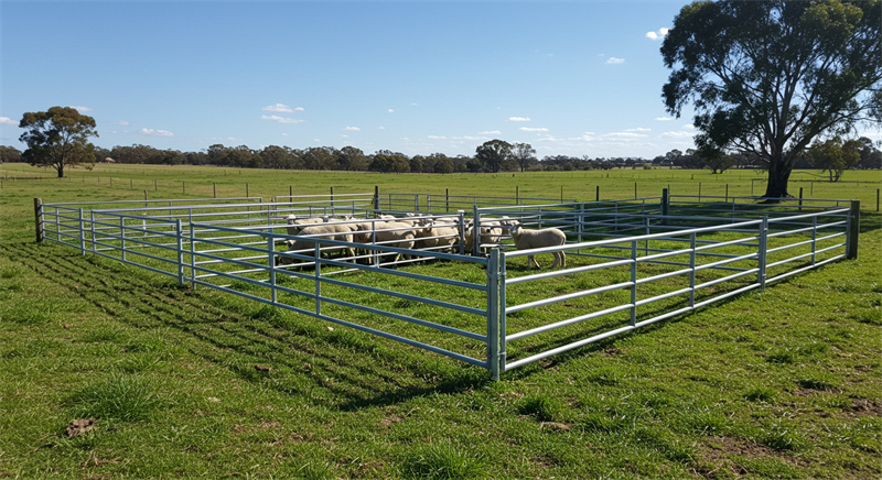 A wide-angle shot of sheep contained within a galvanized panel pen, set in a green pasture under a clear blue sky, ensuring effective livestock management.