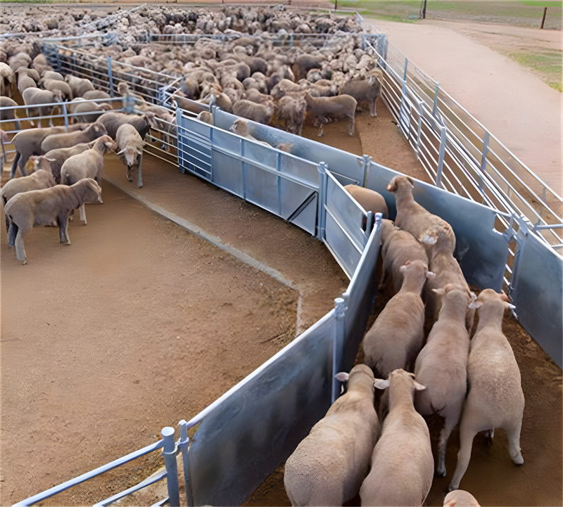 buy sheep yard panels