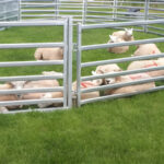 buy sheep yard panels