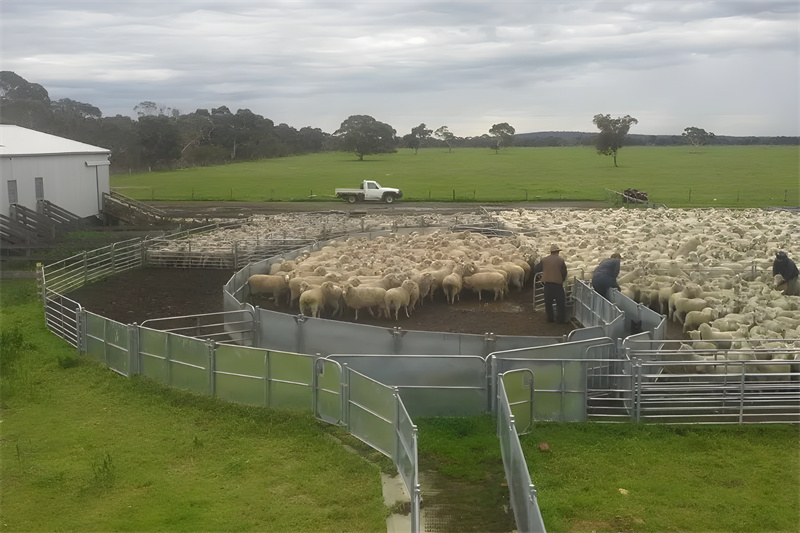 A large sheep corral in use, demonstrating effective flock management on a sprawling pasture.