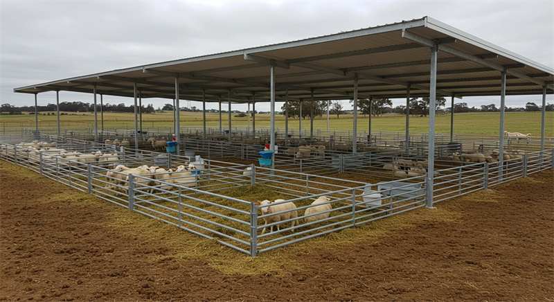 A shaded sheep habitat featuring galvanized panels, providing a comfortable space for livestock.