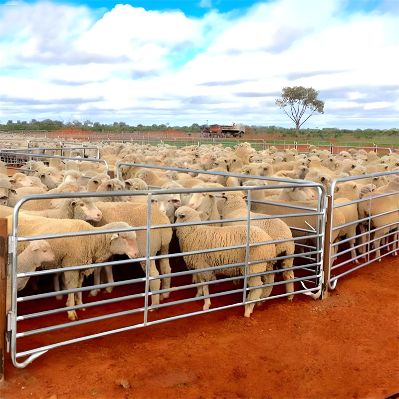 sheep livestock panels