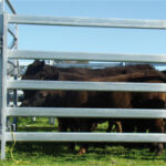 cattle panels