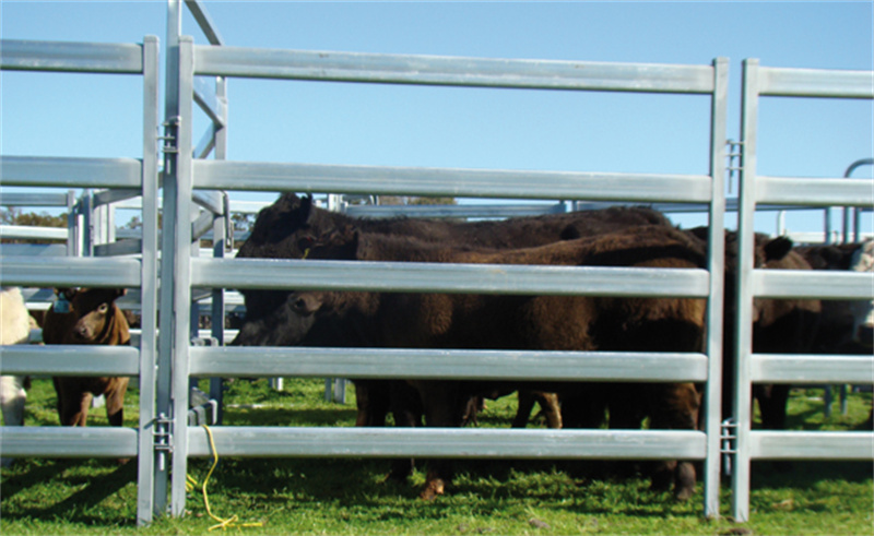cattle panels