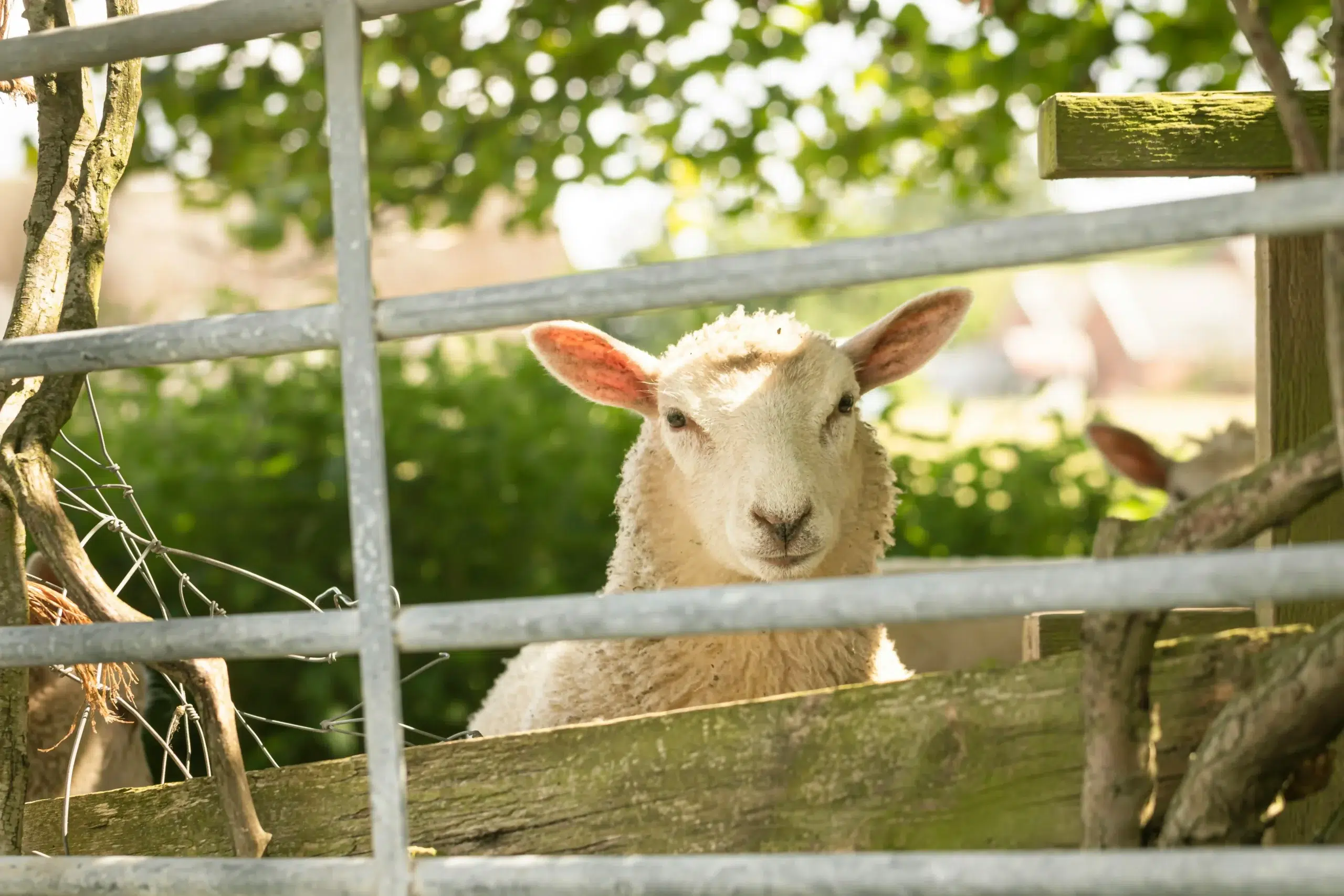 sheep and goat panels