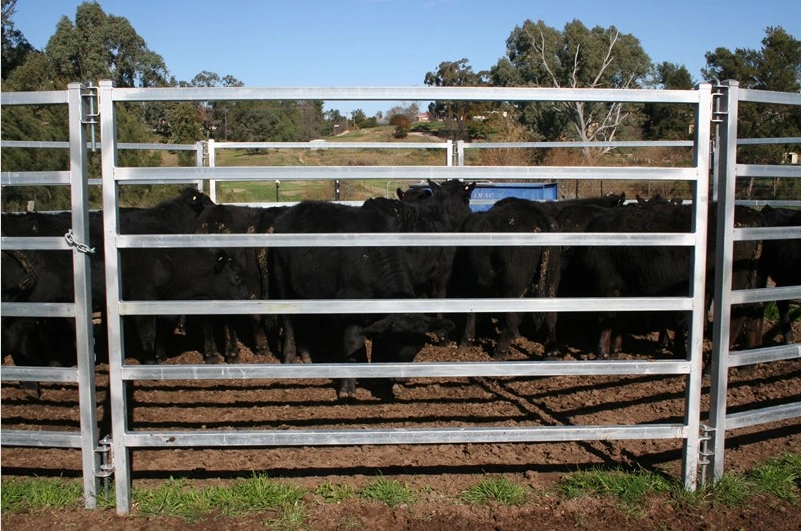 DB Fencing provides these high-tensile cattle panels, designed for secure livestock corral systems and farm perimeter fencing solutions. The hot-dipped galvanized finish ensures durability in harsh outdoor environments.